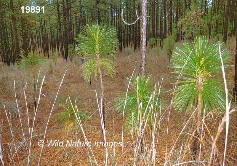 Longleaf Pine (Pinus palustris)